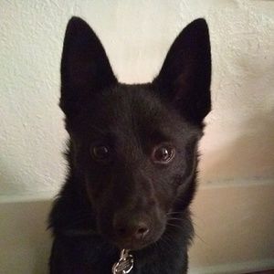 Meet your Posher, Odin